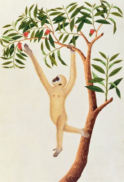 Simio de Brazo Largo Blanco, Ongka Pootre, de Dibujos de Animales, Insectos y Reptiles de Malaca, c.1805-18 de Chinese School